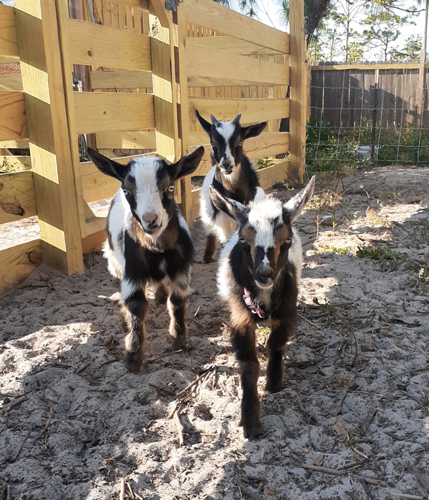 goats