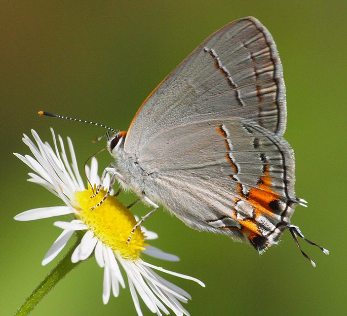 Gray Hairstreak