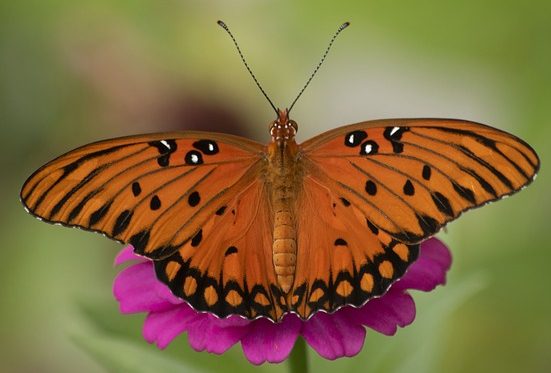 Gulf Fritillary