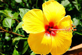 Yellow Hibiscus