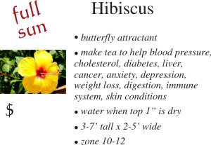 Hibiscus