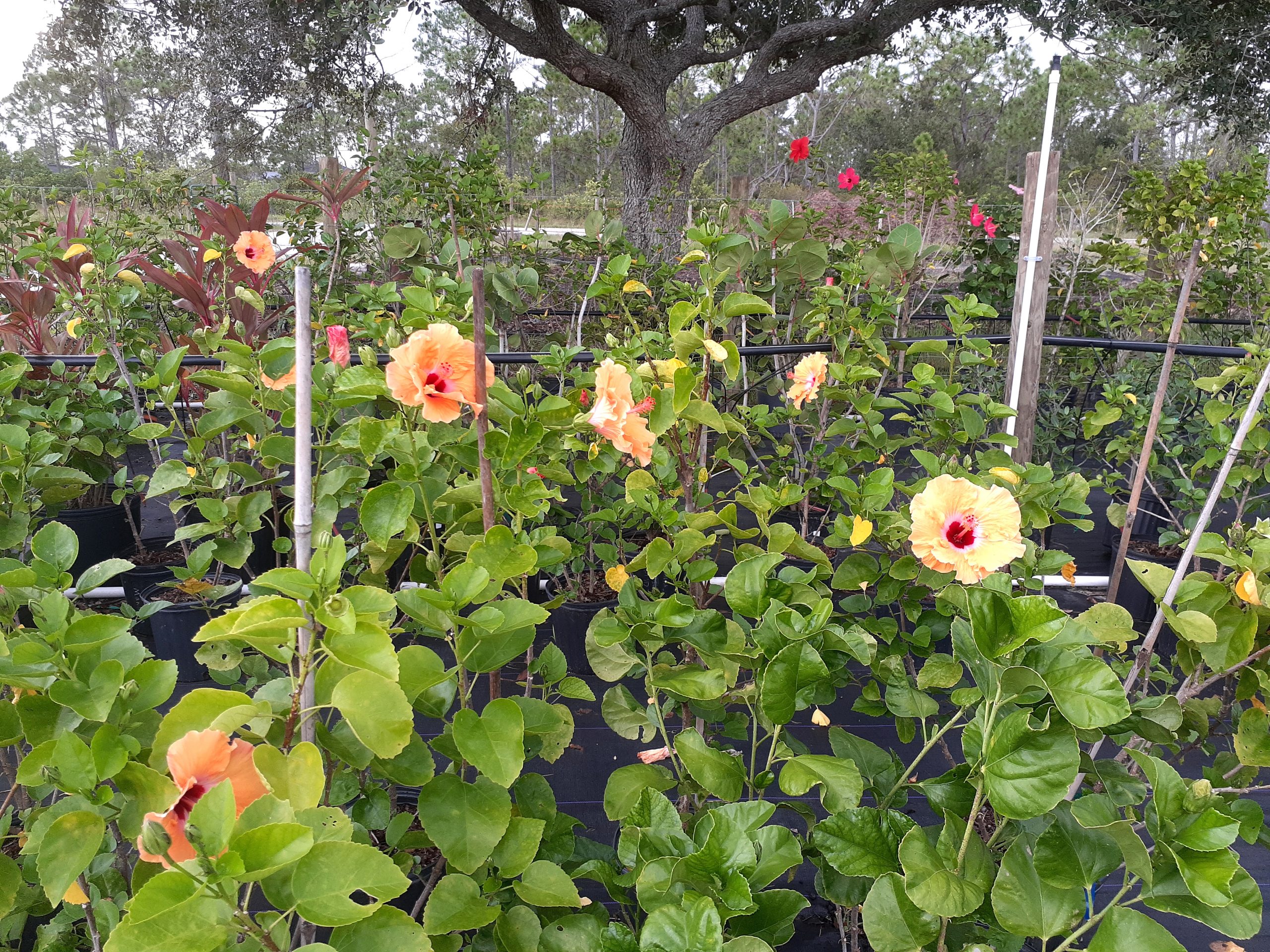 Hibiscus