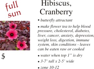 Cranberry Hibiscus