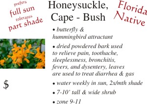 Cape Honeysuckle