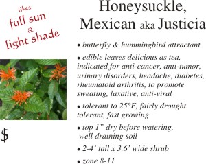 Mexican Honeysuckle