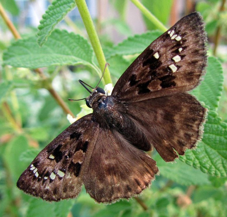 Horace's Dustywing