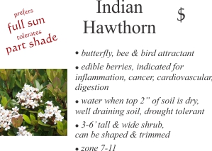 Indian Hawthorne