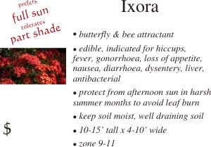Ixora