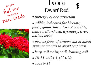 Dwarf Red Ixora