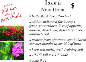 Nora Grant Ixora