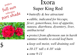 Super King Red Ixora