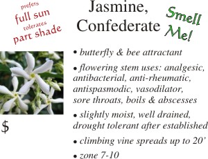 Confederate Jasmine