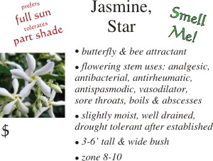 Star Jasmine