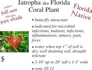 Jatropha