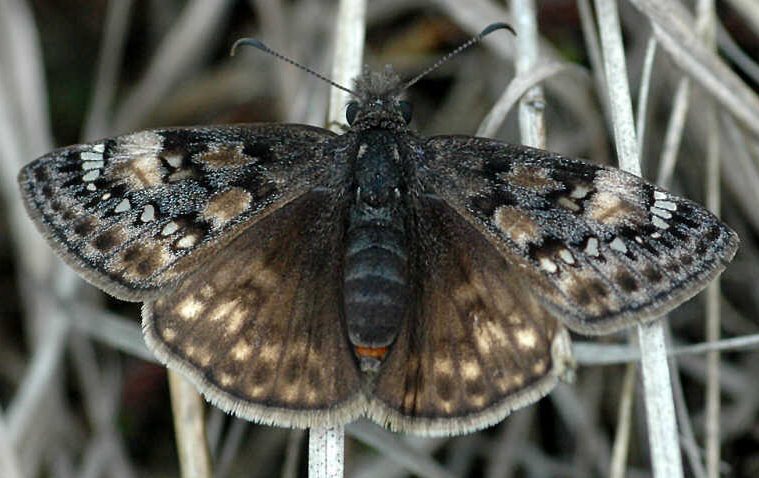 Juvenal's Dustywing