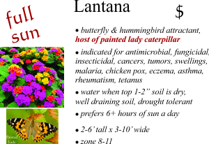 Lantana