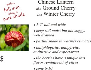 Chinese Lantern