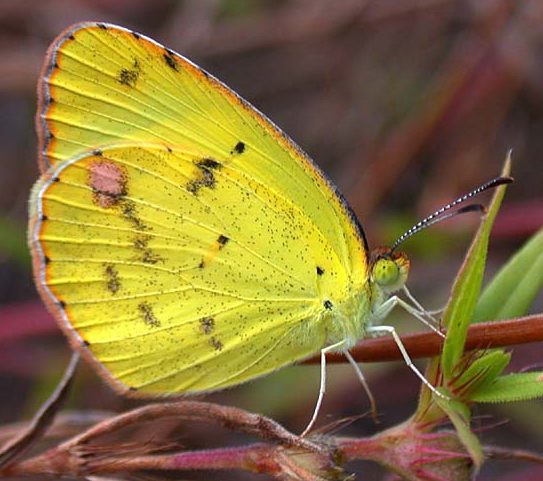Little Sulphur Eurema Lisa