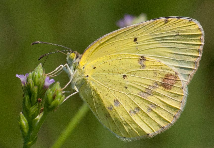 Little Yellow