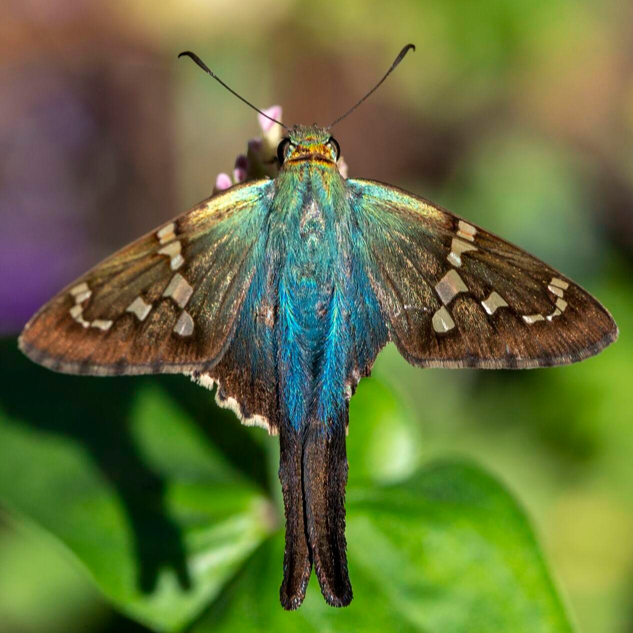 Long Tailed Skipper