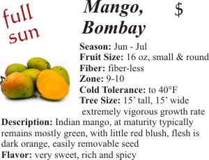 Bombay Mango