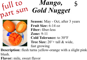 Gold Nugget Mango
