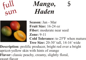 Haden Mango