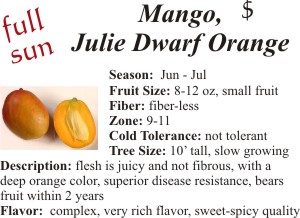 Julie Dwarf Orange Mango