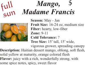 Madame Francis Mango