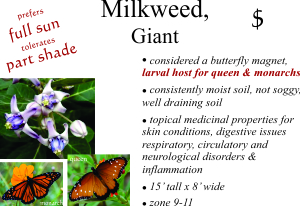 Giant Milkweed