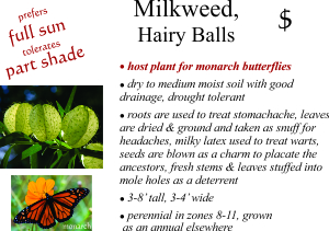 Hairy Balls Milkweed