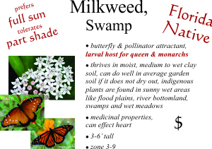 Swamp Milkweed