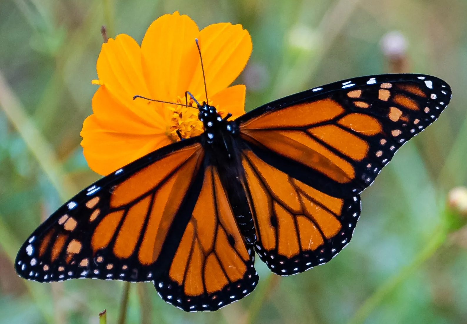 Monarch