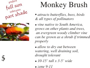Monkey Brush