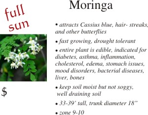 Moringa