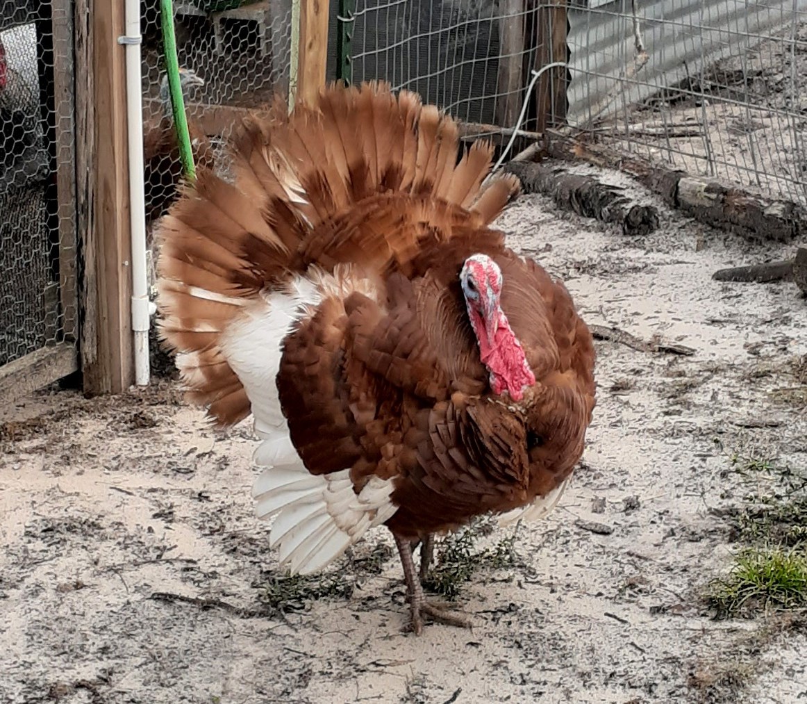 Mr. Whiskey