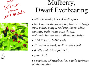Dwarf Everbearing Mulberry