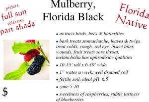 Florida Black Mulberry