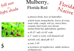 Florida Red Mulberry