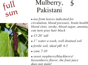Pakistani Mulberry