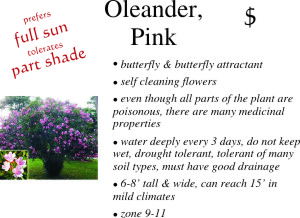 Pink Oleander