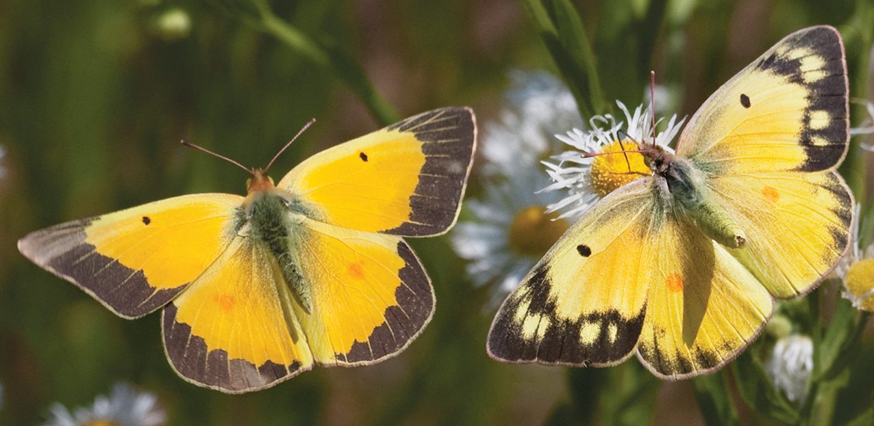 Orange Sulphur