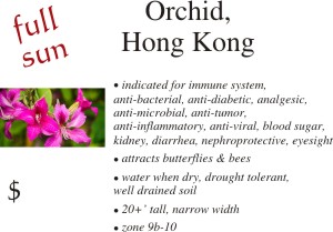 Hong Kong Orchid