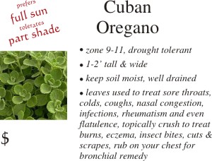 Cuban Oregano