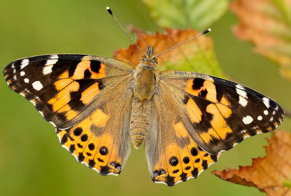 Painted Lady