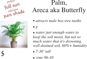 Areca Palm