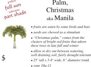 Christmas Palm