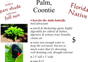 Coontie Palm