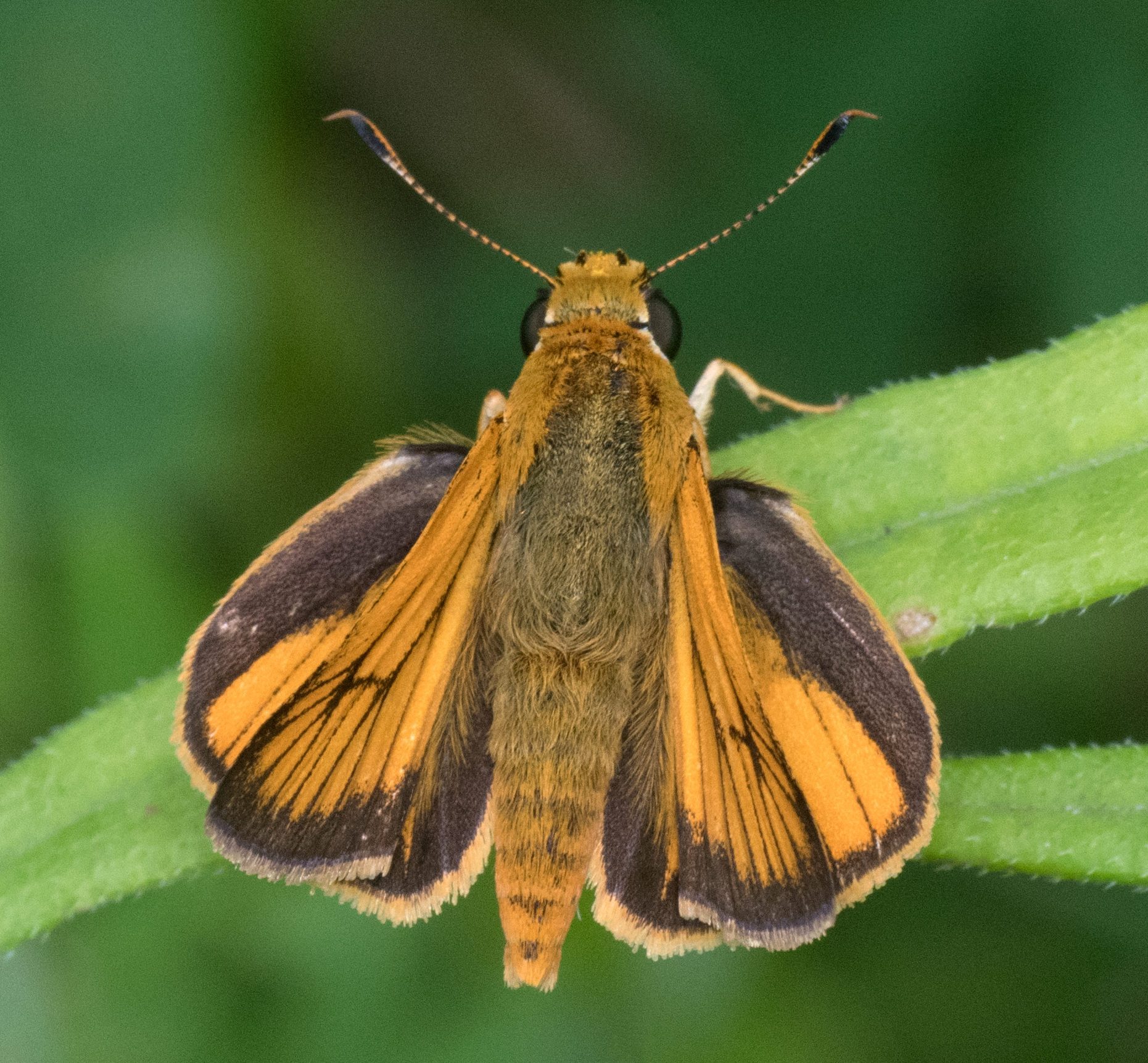 Palmetto Skipper