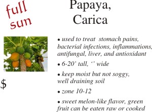 Carica Papaya